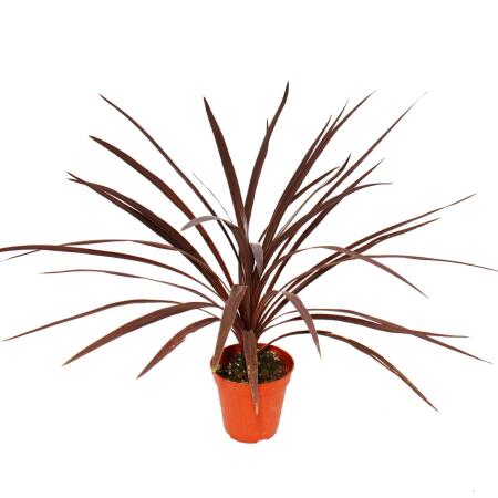 Lys club rouge - Cordyline australis "Red Star" - pot 12cm - hauteur 50cm environ