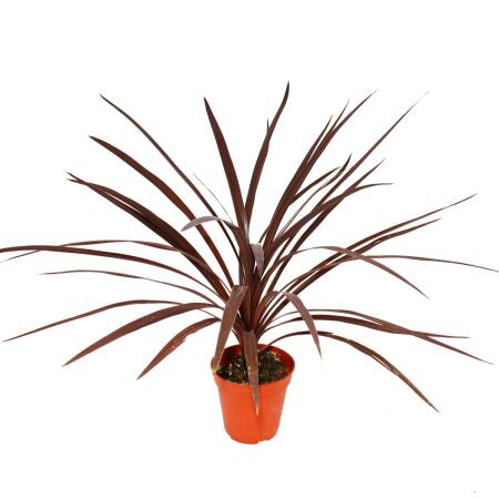 Red club lily - Cordyline australis "Red Star" - 12cm pot - approx. 50cm high