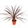 Lys club rouge - Cordyline australis "Red Star" - pot 12cm - hauteur 50cm environ