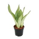 Sansevieria trifasciata "Moonshine" - silberner...