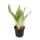 Sansevieria trifasciata "Moonshine" - silberner Bogenhanf - 12cm Topf - Sukkulente