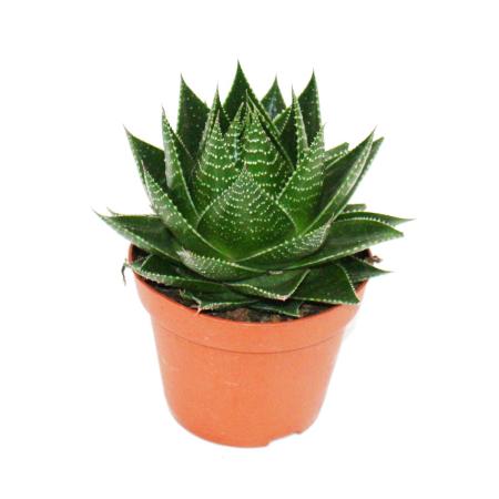 Aloe &quot;Cosmo&quot; - kugelf&ouml;rmige Aloe - 12cm Topf - sukkulente Zimmerpflanze