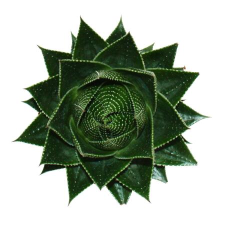 aloe vera klein Pflegeleichte Aloe Vera main image 0