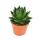 Aloe &quot;Cosmo&quot; - kugelf&ouml;rmige Aloe - 12cm Topf - sukkulente Zimmerpflanze