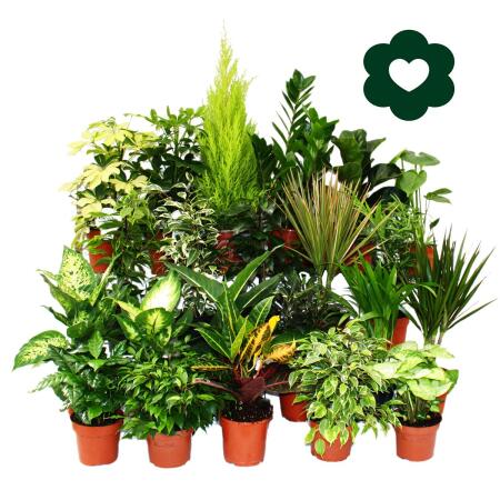 Cœur exotique - plantes dintérieur et plantes vertes faciles dentretien - purificateur dair en pot de 12-14 cm