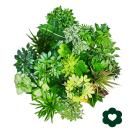 Exotenherz - pflegeleichte Zimmerpflanzen und Gr&uuml;npflanzen - luftreinigend im 12-14cm Topf
