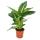 Exotenherz - Dieffenbachia "Magic Green" - 1 plant - easy care houseplant - air purifying - 12cm pot