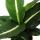 Exotenherz - Dieffenbachie &quot;Magic Green&quot; - 1 Pflanze - pflegeleichte Zimmerpflanze - luftreinigend- 12cm Topf