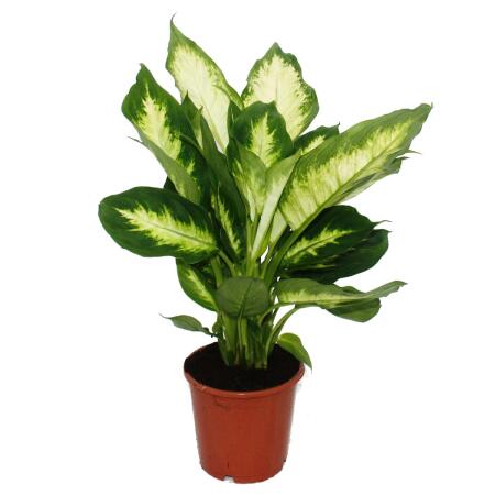 Exotenherz - Dieffenbachia "Camilla" - 1 plante - plante dintérieur facile dentretien - purificatrice dair - pot 12cm