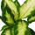 Exotic heart - Dieffenbachia &quot;Camilla&quot; - 1 plant - easy-care houseplant - air-purifying - 12cm pot