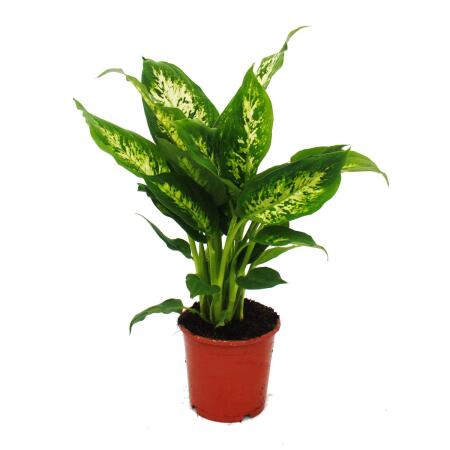 Exotic heart - Dieffenbachia "Compacta" - 1 plant - easy-care houseplant - air-purifying - 12cm pot