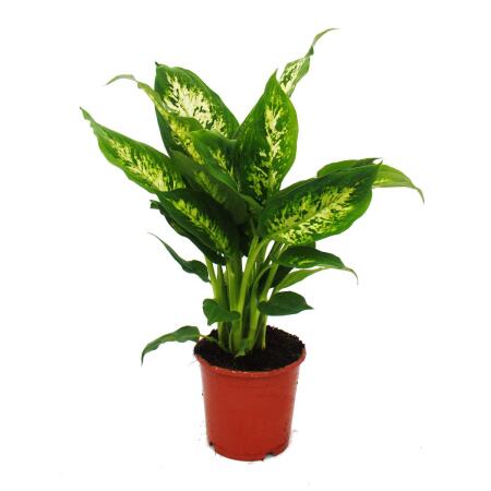 Exotenherz - Dieffenbachia "Compacta" - 1 plante - plante dintérieur facile dentretien - purifiant lair - pot de 12cm