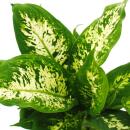 Exotenherz - Dieffenbachia "Compacta" - 1 plante - plante dintérieur facile dentretien - purifiant lair - pot de 12cm