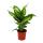 Exotenherz - Dieffenbachie &quot;Compacta&quot; - 1 Pflanze - pflegeleichte Zimmerpflanze - luftreinigend- 12cm Topf