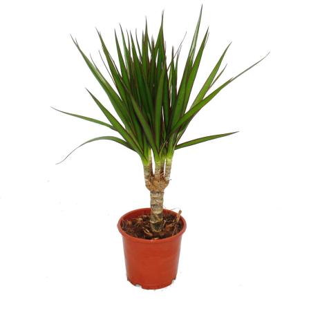Exotenherz - Drachenbaum - Dracaena marginata -  1 Pflanze - pflegeleichte Zimmerpflanze - luftreinigend- 12cm Topf