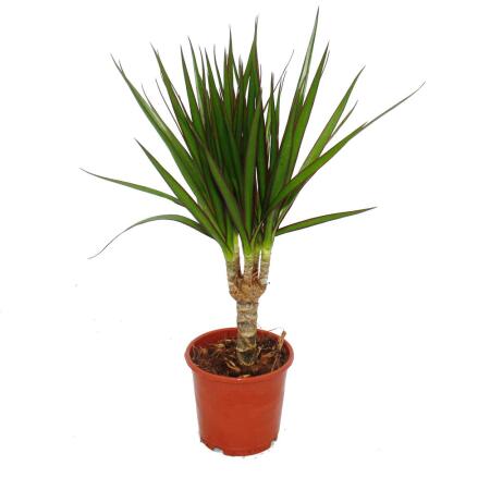 Exotenherz - dragonnier - Dracaena marginata - 1 plante - plante dintérieur facile dentretien - purificateur dair - pot de 12cm