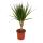 Exotenherz - dragonnier - Dracaena marginata - 1 plante - plante dintérieur facile dentretien - purificateur dair - pot de 12cm