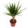 Exotenherz - dragonnier - Dracaena marginata - 1 plante - plante dintérieur facile dentretien - purificateur dair - pot de 12cm