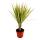 Exotic heart - dragon tree - Dracaena marginata &quot;Bicolor&quot; two-colored - 1 plant - easy-care houseplant - air-purifying - 12cm pot