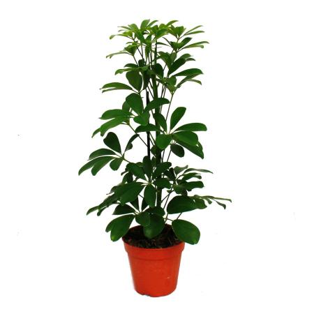 Exotic heart - ray aralia - Schefflera arboricola &quot;Nora&quot; - green leaves - 1 plant - easy-care houseplant - air-purifying - 12cm pot