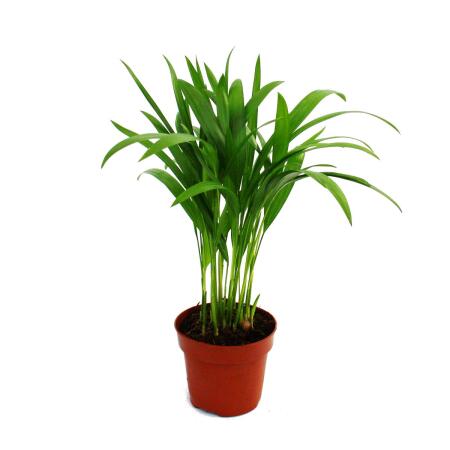 Exotic heart - Golden fruit palm - Areca - Dypsis lutescens - 1 plant - easy to care for - air purifying - 12cm pot