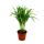 Exotic heart - Golden fruit palm - Areca - Dypsis lutescens - 1 plant - easy to care for - air purifying - 12cm pot