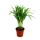 Exotenherz - Goldfruchtpalme - Areca - Dypsis lutescens -  1 Pflanze - pflegeleicht - luftreinigend - 12cm Topf