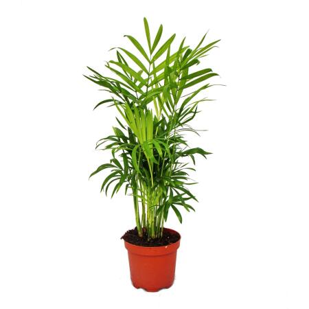 Exotenherz - Bergpalme - Chamaedorea elegans -  1 Pflanze - pflegeleicht - luftreinigend- 12cm Topf