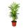 Exotic heart - mountain palm - Chamaedorea elegans - 1 plant - easy to care for - air purifying - 12cm pot