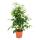 Exotenherz - Birkenfeige - Ficus &quot;Anastasia&quot; - hellgr&uuml;ne Bl&auml;tter -  1 Pflanze - pflegeleicht - luftreinigend- 12cm Topf