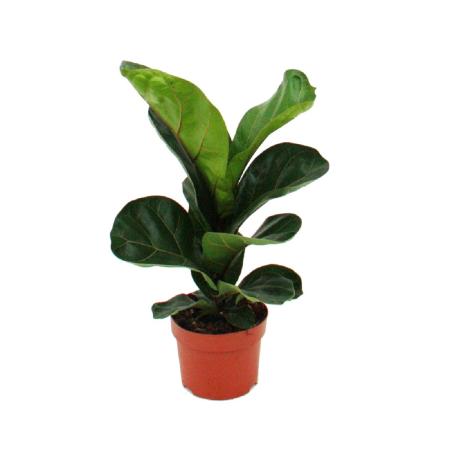 Exotenherz - Geigenfeige - Ficus lyrata - 1 Pflanze - pflegeleicht - luftreinigend- 12cm Topf