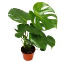 Exotenherz - Fensterblatt - Monstera deliciosa - 1 Pflanze - pflegeleicht - luftreinigend - 12cm Topf