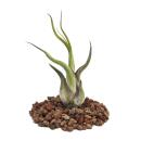 Tillandsia caput-medusae - plante en vrac - petite