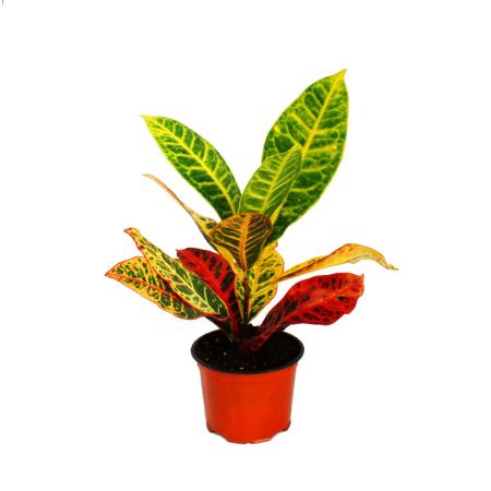 Exotic heart - wonder shrub - Codiaeum &quot;Petra&quot; - 1 plant - easy to care for - air purifying - 12cm pot