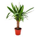 Exotic heart - palm lily - yucca palm - 1 plant - easy...
