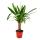 Exotic heart - palm lily - yucca palm - 1 plant - easy care - air purifying - 14cm pot