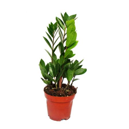 Exotenherz - Zamio Palme - Zamioculcas zamiifolia - 1 Pflanze - pflegeleicht - luftreinigend - 12cm Topf