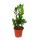 Exotic heart - Zamio palm - Zamioculcas zamiifolia - 1 plant - easy to care for - air purifying - 12cm pot