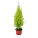Exotenherz Zimmerzypresse Cupressus macrocarpa Wilma  1...