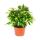 Exotenherz - Birkenfeige - Ficus &quot;Kinky&quot; - gr&uuml;ne Bl&auml;tter -  1 Pflanze - pflegeleicht - luftreinigend - 12cm Topf