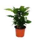 Exotenherz - Kaffeepflanze - Coffea arabica -  1 Pflanze...