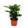 Exotenherz - Kaffeepflanze - Coffea arabica -  1 Pflanze - pflegeleicht - luftreinigend - 12cm Topf