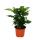 Exotic heart - coffee plant - Coffea arabica - 1 plant - easy to care for - air purifying - 12cm pot