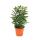 Exotenherz - Fingeraralie - gr&uuml;n - Dizygotheca elegantissima - pflegeleicht - 12cm Topf