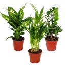 Exotenherz -Zimmerpflanzen-Set Dieffenbachia Dypsis...