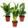 Exotic heart - indoor plant set - Dieffenbachia - Dypsis lutescens - Zamioculcas - 3 plants - easy to care for - air purifying - 12cm pot