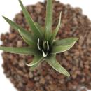  Tillandsia fasciculata - small Plant