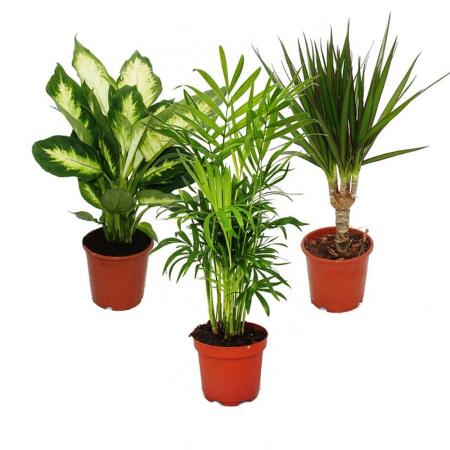 Exotic Heart - Indoor Plant Set - Dieffenbachia - Chamaedorrea elegans- Dracaena marginata - 3 plants - easy to care for - air purifying - 12cm pot