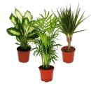Exotic Heart - Indoor Plant Set - Dieffenbachia -...