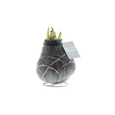 Exotenherzt - waxed amaryllis onion - Van Gogh - knights star - no care necessary, black patterned